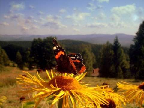 Kliknij na zdjęcie, żeby zobaczyć w pełnych wymiarach