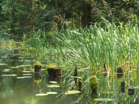 Kliknij na zdjęcie, żeby zobaczyć w pełnych wymiarach