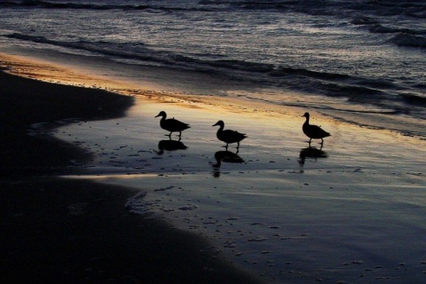 Kliknij na zdjęcie, żeby zobaczyć w pełnych wymiarach