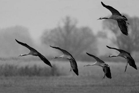 Kliknij na zdjęcie, żeby zobaczyć w pełnych wymiarach
