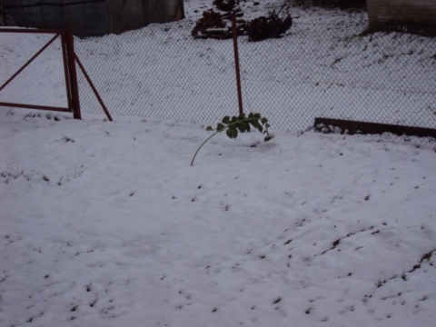 Kliknij na zdjęcie, żeby zobaczyć w pełnych wymiarach