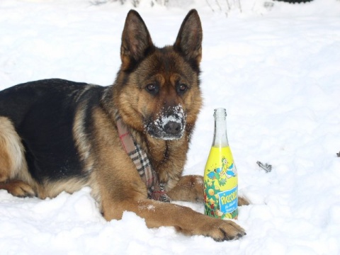 Kliknij na zdjęcie, żeby zobaczyć w pełnych wymiarach