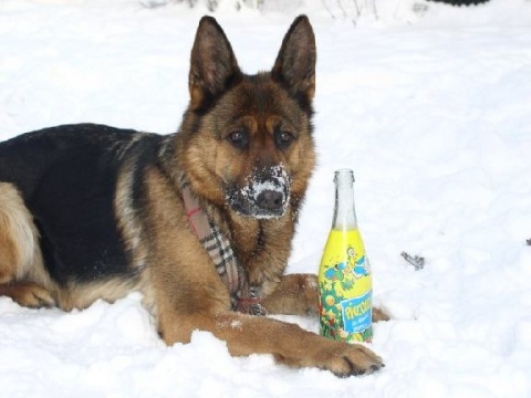 Kliknij na zdjęcie, żeby zobaczyć w pełnych wymiarach