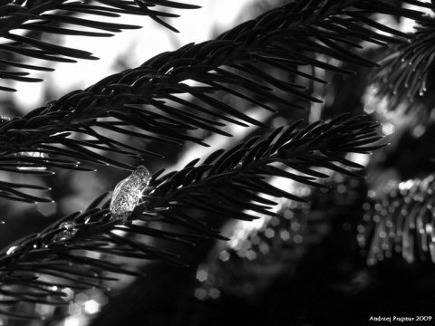 Kliknij na zdjęcie, żeby zobaczyć w pełnych wymiarach