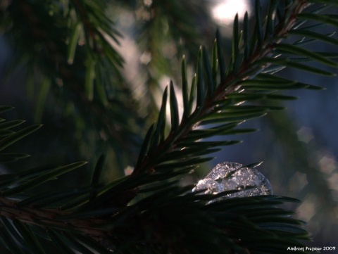Kliknij na zdjęcie, żeby zobaczyć w pełnych wymiarach