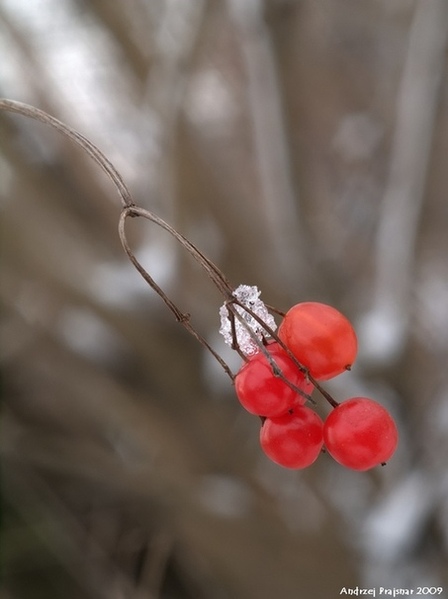 Kliknij na zdjęcie, żeby zobaczyć w pełnych wymiarach