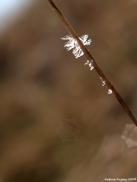 Kliknij na zdjęcie, żeby zobaczyć w pełnych wymiarach