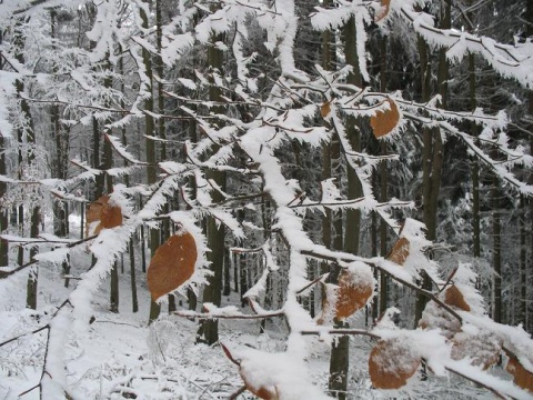 Kliknij na zdjęcie, żeby zobaczyć w pełnych wymiarach