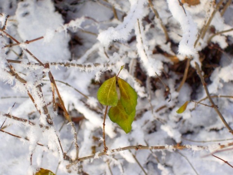 Kliknij na zdjęcie, żeby zobaczyć w pełnych wymiarach