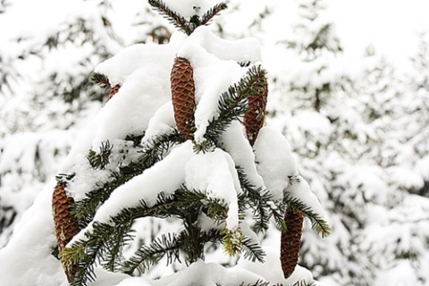 Kliknij na zdjęcie, żeby zobaczyć w pełnych wymiarach