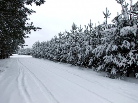 Kliknij na zdjęcie, żeby zobaczyć w pełnych wymiarach