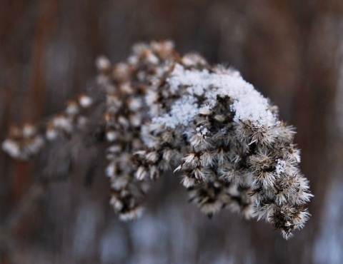 Kliknij na zdjęcie, żeby zobaczyć w pełnych wymiarach
