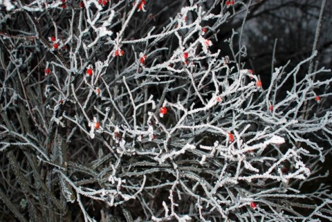 Kliknij na zdjęcie, żeby zobaczyć w pełnych wymiarach
