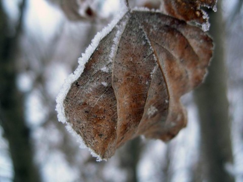 Kliknij na zdjęcie, żeby zobaczyć w pełnych wymiarach