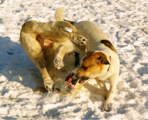 Kliknij na zdjęcie, żeby zobaczyć w pełnych wymiarach