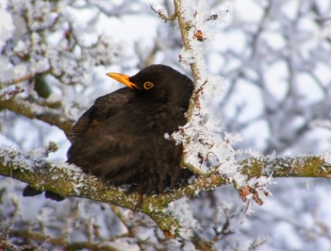 Kliknij na zdjęcie, żeby zobaczyć w pełnych wymiarach