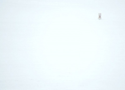 Kliknij na zdjęcie, żeby zobaczyć w pełnych wymiarach