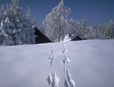 Kliknij na zdjęcie, żeby zobaczyć w pełnych wymiarach