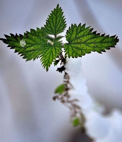 Kliknij na zdjęcie, żeby zobaczyć w pełnych wymiarach