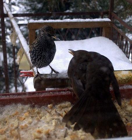 Kliknij na zdjęcie, żeby zobaczyć w pełnych wymiarach