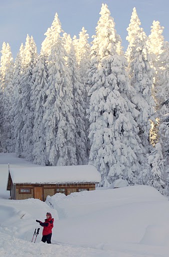 Kliknij na zdjęcie, żeby zobaczyć w pełnych wymiarach