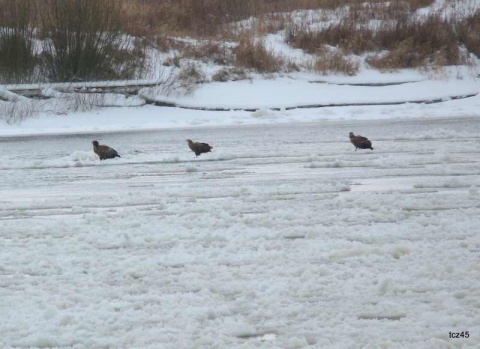 Kliknij na zdjęcie, żeby zobaczyć w pełnych wymiarach