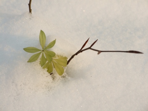 Kliknij na zdjęcie, żeby zobaczyć w pełnych wymiarach