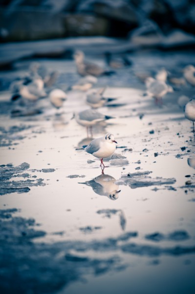 Kliknij na zdjęcie, żeby zobaczyć w pełnych wymiarach
