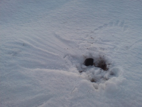 Kliknij na zdjęcie, żeby zobaczyć w pełnych wymiarach