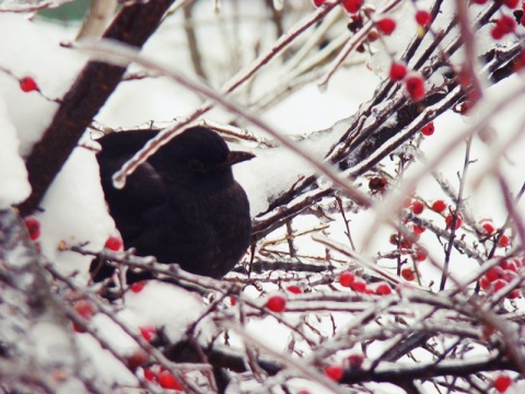 Kliknij na zdjęcie, żeby zobaczyć w pełnych wymiarach