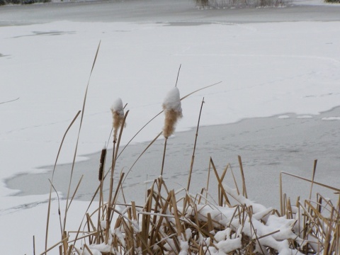 Kliknij na zdjęcie, żeby zobaczyć w pełnych wymiarach