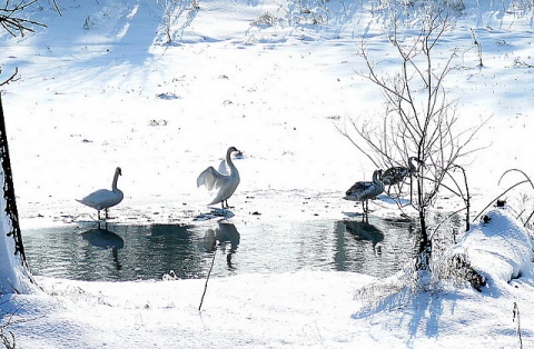 Kliknij na zdjęcie, żeby zobaczyć w pełnych wymiarach