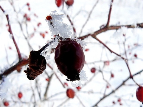 Kliknij na zdjęcie, żeby zobaczyć w pełnych wymiarach