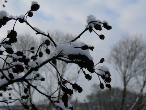 Kliknij na zdjęcie, żeby zobaczyć w pełnych wymiarach