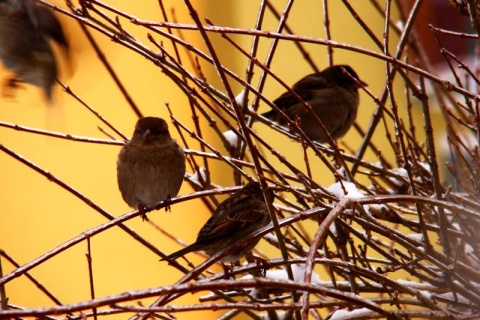Kliknij na zdjęcie, żeby zobaczyć w pełnych wymiarach