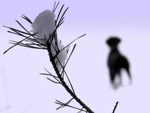 Kliknij na zdjęcie, żeby zobaczyć w pełnych wymiarach