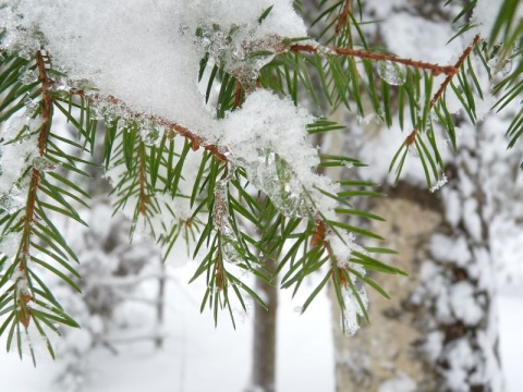Kliknij na zdjęcie, żeby zobaczyć w pełnych wymiarach