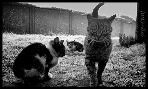 Kliknij na zdjęcie, żeby zobaczyć w pełnych wymiarach