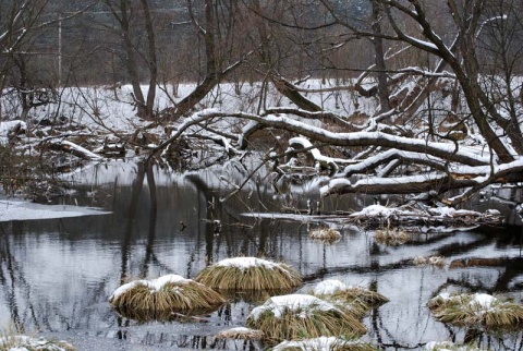 Kliknij na zdjęcie, żeby zobaczyć w pełnych wymiarach