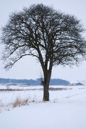 Kliknij na zdjęcie, żeby zobaczyć w pełnych wymiarach