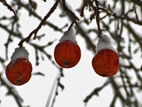 Kliknij na zdjęcie, żeby zobaczyć w pełnych wymiarach
