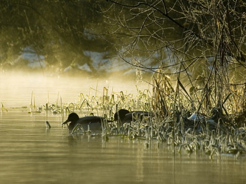 Kliknij na zdjęcie, żeby zobaczyć w pełnych wymiarach