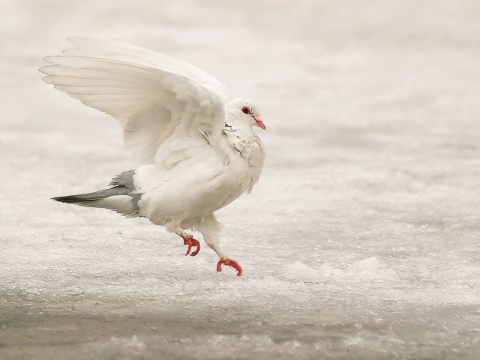 Kliknij na zdjęcie, żeby zobaczyć w pełnych wymiarach