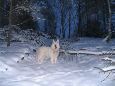 Kliknij na zdjęcie, żeby zobaczyć w pełnych wymiarach