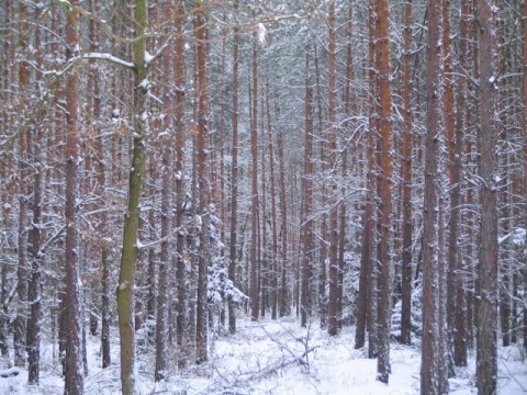 Kliknij na zdjęcie, żeby zobaczyć w pełnych wymiarach