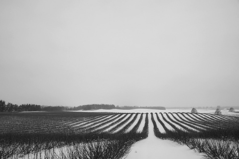 Kliknij na zdjęcie, żeby zobaczyć w pełnych wymiarach