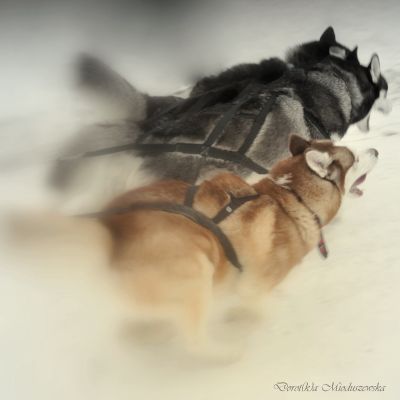 Kliknij na zdjęcie, żeby zobaczyć w pełnych wymiarach