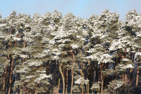 Kliknij na zdjęcie, żeby zobaczyć w pełnych wymiarach