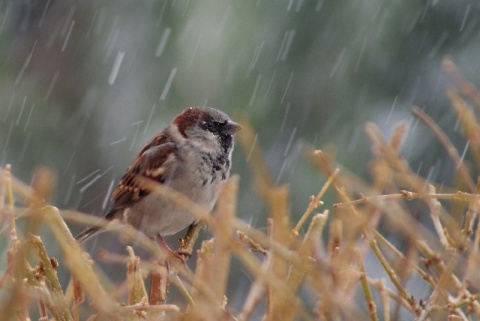 Kliknij na zdjęcie, żeby zobaczyć w pełnych wymiarach