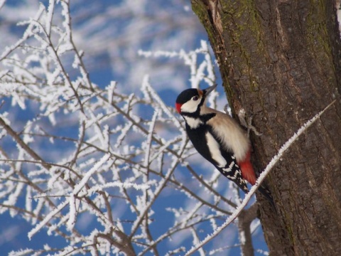 Kliknij na zdjęcie, żeby zobaczyć w pełnych wymiarach